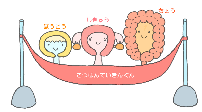 骨盤底筋群画像